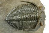 Exceptional Zlichovaspis Trilobite - Orange Eye Facets #350497-1